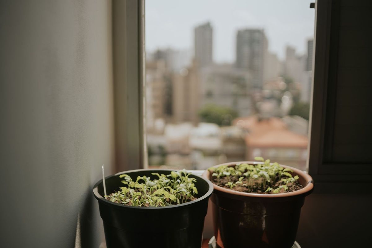 Macetas en la ventana de un apartamento con vista a la ciudad